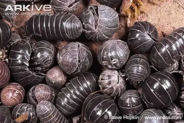 皮皮虾不是被你们骑走了吗今天讲讲它的亲戚西瓜虫