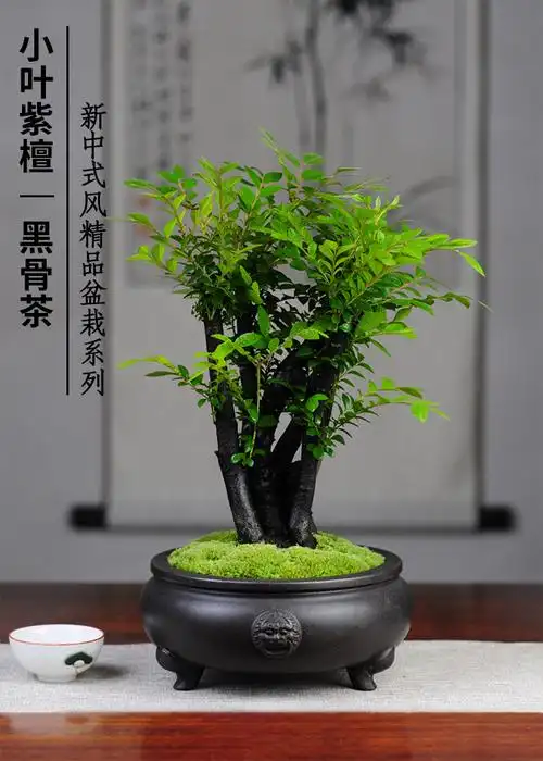 小叶紫檀盆景紫砂绿植四季常青室内茶几办公桌书房客厅黑骨茶盆栽d款