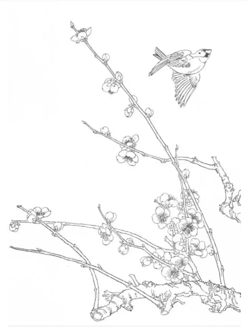 165*工笔梅花线描画谱