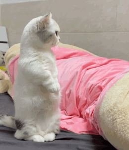 喜欢的话,存图点赞每日一更猫咪表情包系列