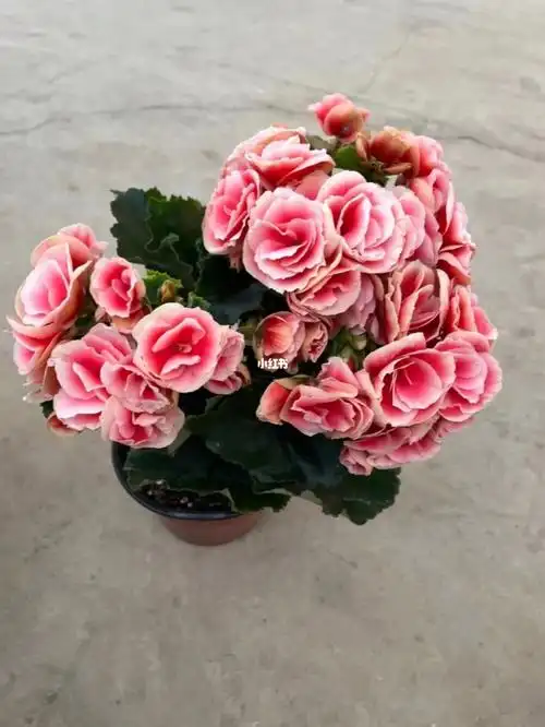 海棠  #海棠盆栽 #秋海棠养护  #养花小白的日常