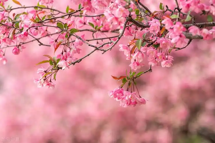 描写春天的唯美干净句子,浪漫诗意简短美好春意文案
