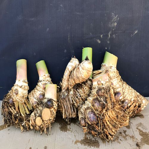 裸根不带土 中号_竹头长约13-15cm