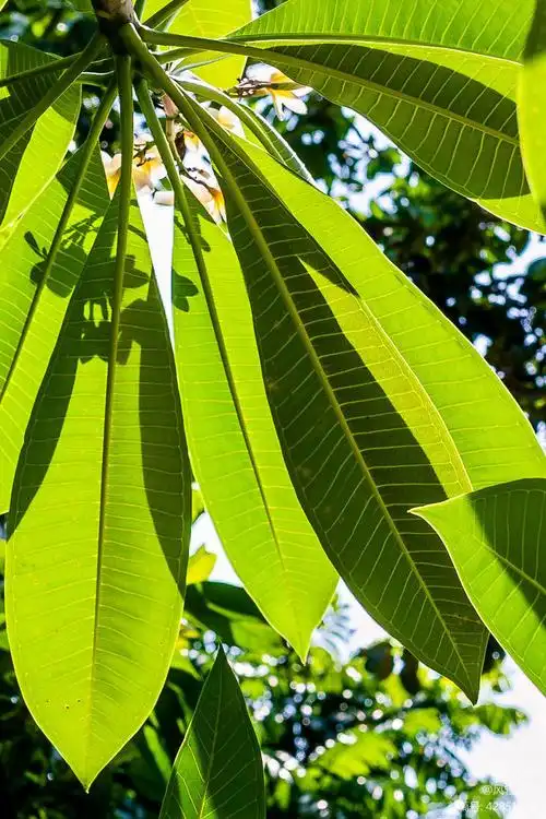 羽状网脉(鸡蛋花叶脉)