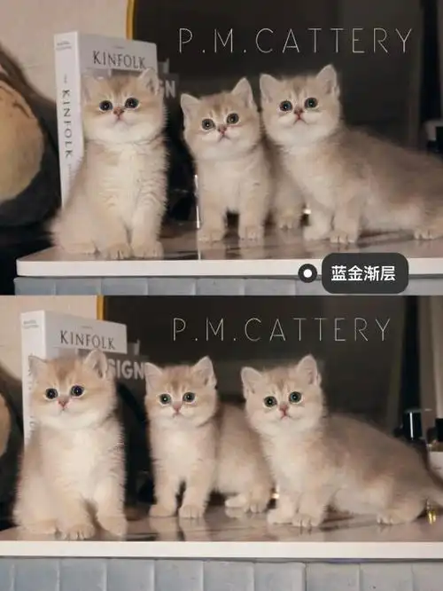 蓝金渐层色号对比表