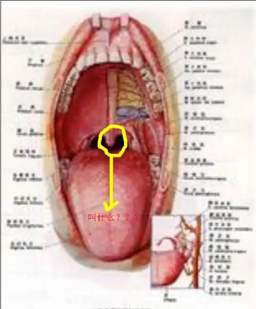 这个 用圈圈的地方叫什么 ,我的这个部位 有些白点 就像口腔溃疡一样