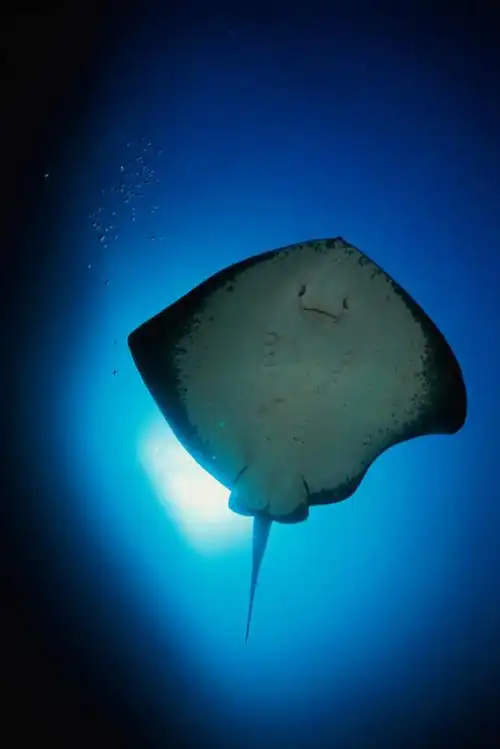 美景,一条,鱼,景观,浪花,水底,注视,水产,鱼类,海洋生物,自然,海水