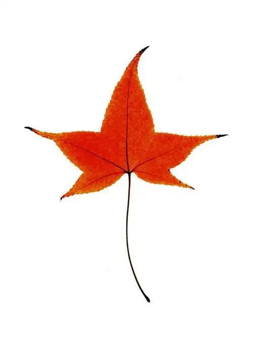 一片,阴影,反射,影子,枫叶,枯叶,落叶,黄色,红色,摄影,影棚,枫树叶,叶