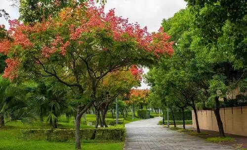 海南7公分南栾供应商,7公分南栾