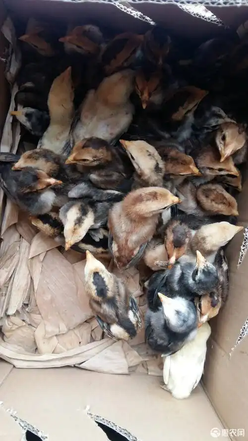 [斗鸡苗批发] 鬼子斗鸡苗-越南纯种斗鸡苗-战斗力强价格45元/只 10只