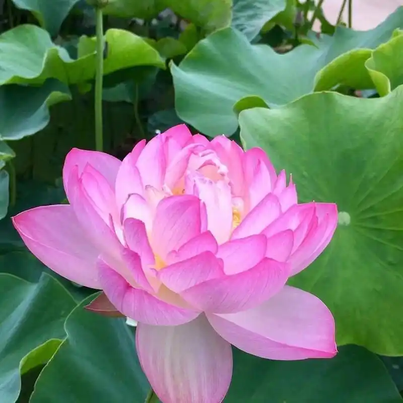 就想知道有多少小伙伴妈妈的微信头像是粉色荷花 看到好多人发跟妈妈