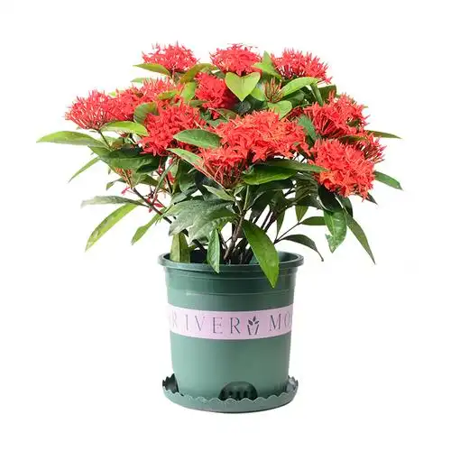 老桩龙船花盆盆栽带花室内客厅办公室观花植物时令草本花卉