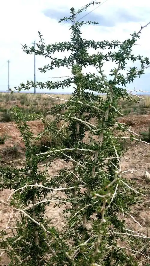 野生黑枸杞——天然优质保健品.