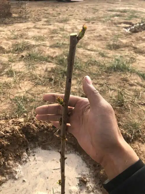 请问发芽的事车厘子吗……求大神指点