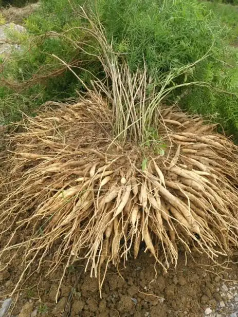 四川重庆天冬种苗基地 大天冬加回收厂家