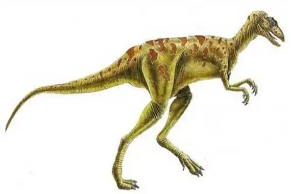 腔骨龙北美洲里的小型肉食恐龙代表最早了解的恐龙