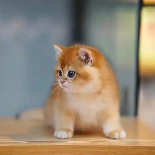 金渐层12色金吉拉弟弟妹妹