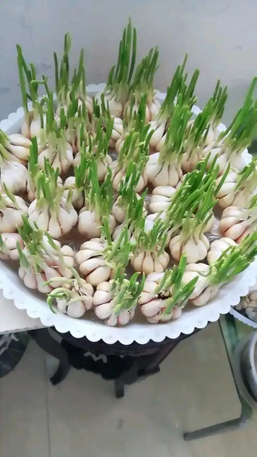 在家无土栽培蒜苗,可以吃三次啊-度小视