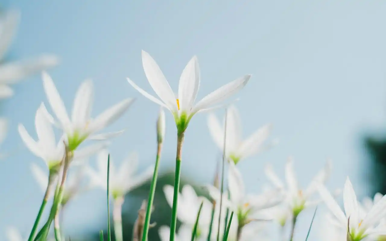 小清新自然花卉唯美花朵高清桌面壁纸