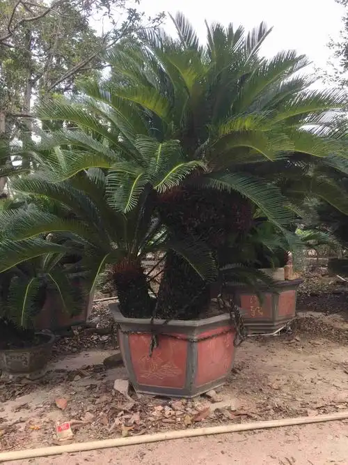 高80公分苏铁树多头苏铁树报价