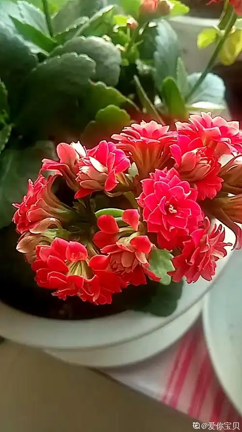 换花重瓣四季海棠