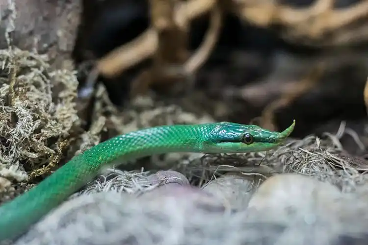 撒哈拉沙漠的角蝰