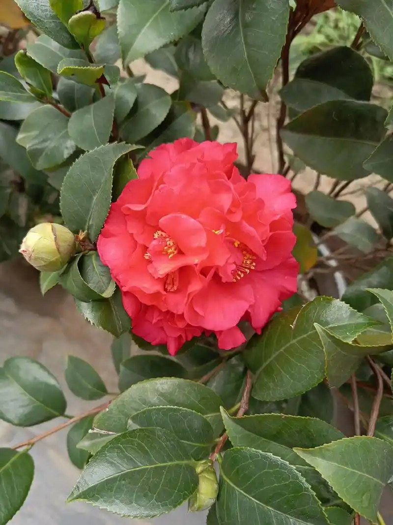 克瑞墨大牡丹茶花既有牡丹的雍容华贵,又有茶花的清雅谦让. - 抖音