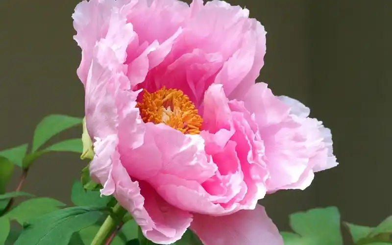 唯美鲜艳的牡丹花图片桌面壁纸