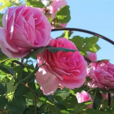 红色月季花微信头像,柔美清新月季花微信头像最好看的