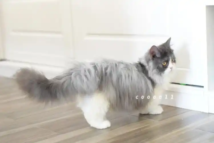 5个月的拿破仑长毛矮脚蓝白矮脚猫米努特