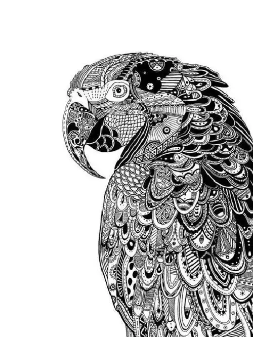 线描班动物课《鹦鹉》