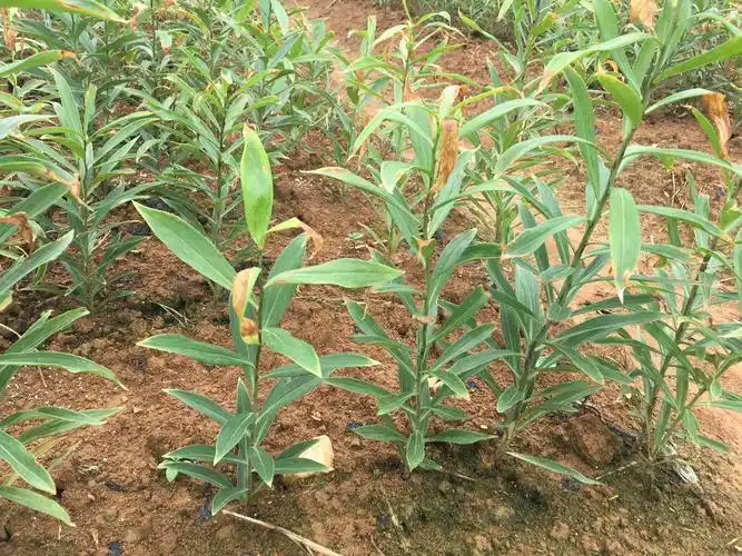 百合苗后管理要点2020.3.14