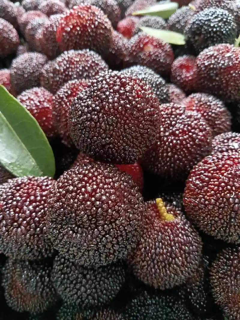 100米一箱的仙居杨梅,还没有人要吗.图片里的杨梅,100米 - 抖音