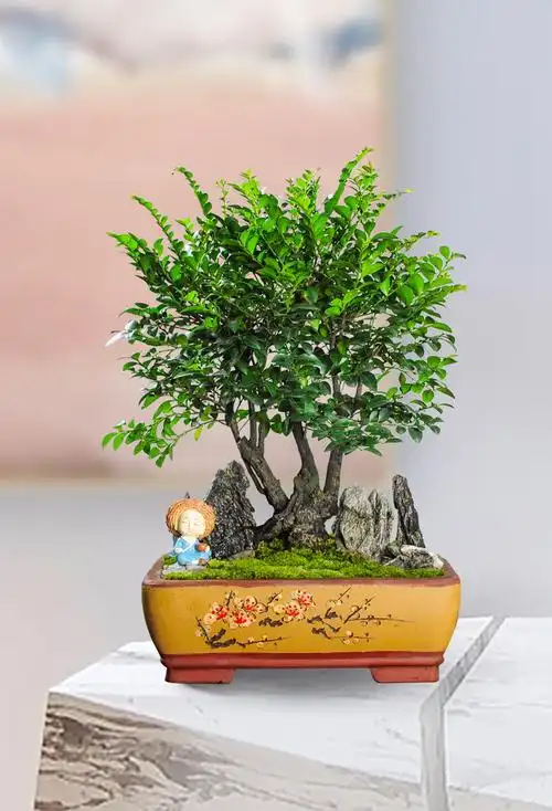 战长沙小叶紫檀盆景植物室内常青树盆栽苗花卉老桩老根木本绿植山明