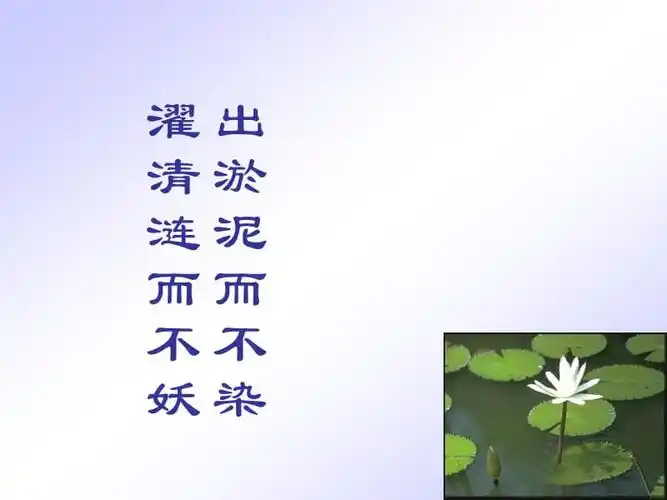 出淤泥而不染濯清涟而不妖