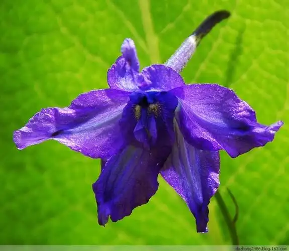 党参(花)高山塔黄甘青铁线莲甘青铁线莲飞镰多穗蓼多刺绿绒蒿独一味