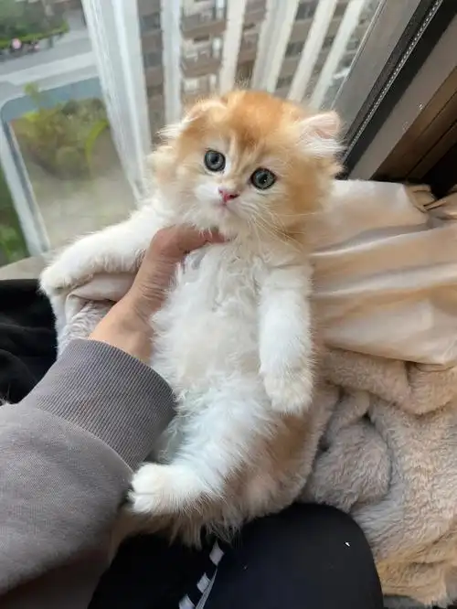 12色长毛金渐层弟弟哦