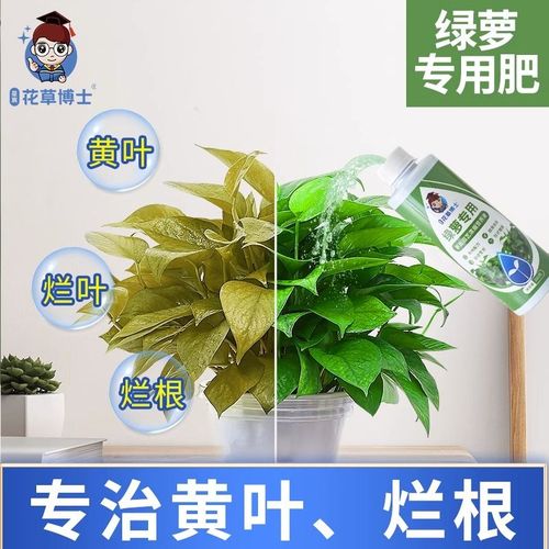 花草博士绿萝营养液专用肥家用花肥盆栽养花水培通用型液体肥料