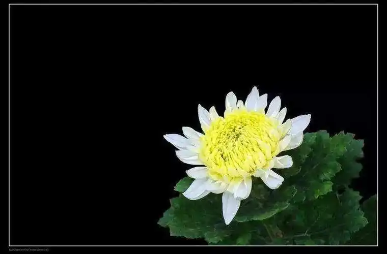 沉痛悼念宁瑞诺老人逝世纪念相册 2019.01.03于合肥