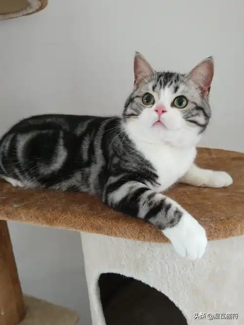 美短银渐层多少钱一只(美国短毛猫丨银虎斑加白) - 价格百科