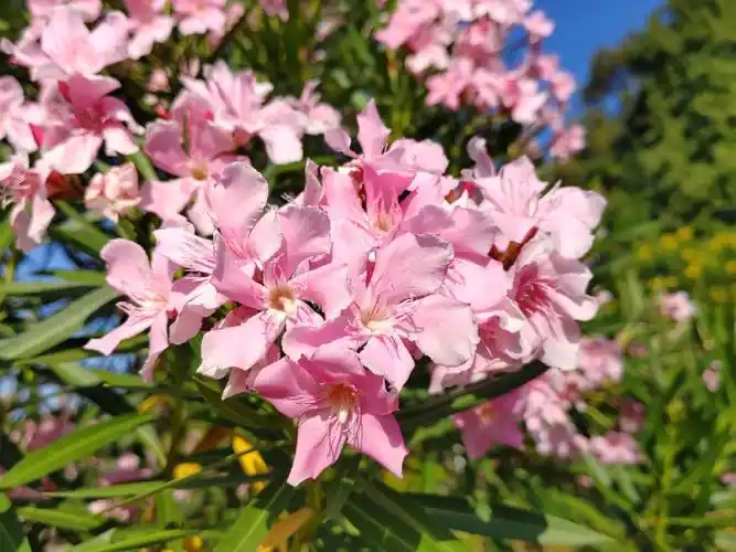 红花夹竹桃,柳叶桃树,洋桃,叫出冬,柳叶树,洋桃梅,枸那桃色夹竹桃花语