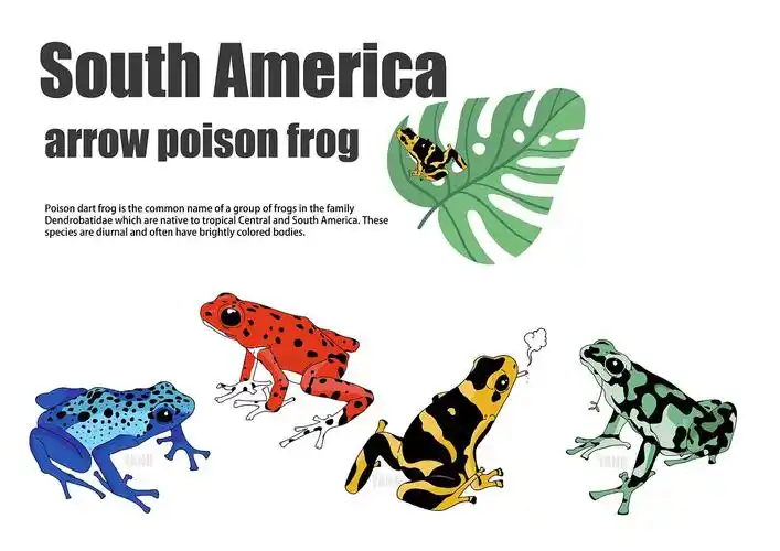 arrow-poison frog咸阳 |