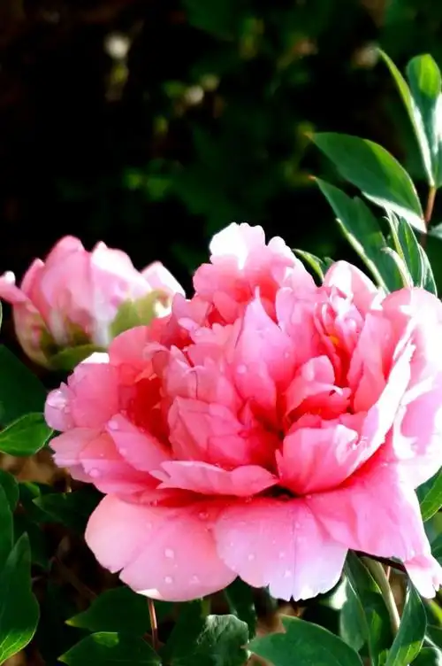 【又见牡丹花开】 20180507