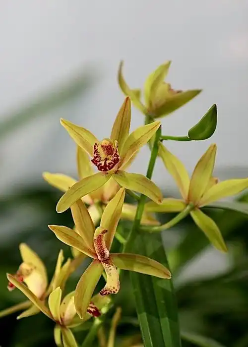 春季兰花精品展