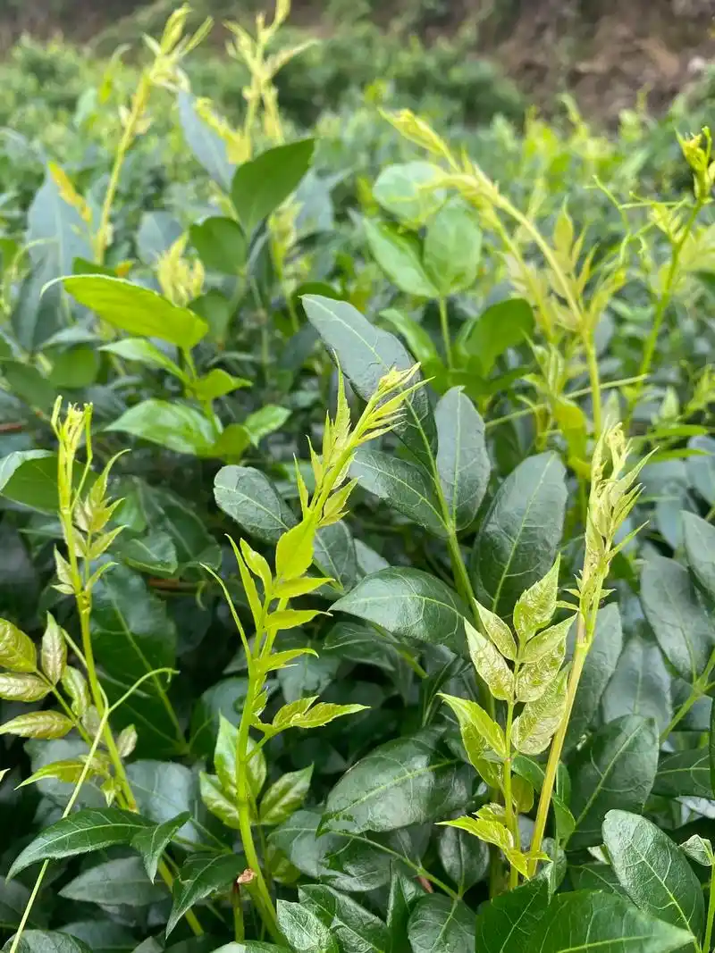 永顺莓茶藤茶长寿茶龙须茶.
