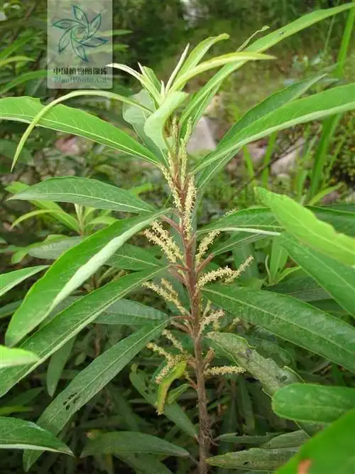 水杨柳,见过吗?治淋病,梅毒,膀胱结石,胆囊结石