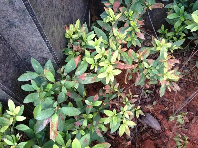 毛杜鹃叶片发黄渐渐死掉请问是什么病