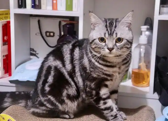 【美短公猫可借配 健康有颜】