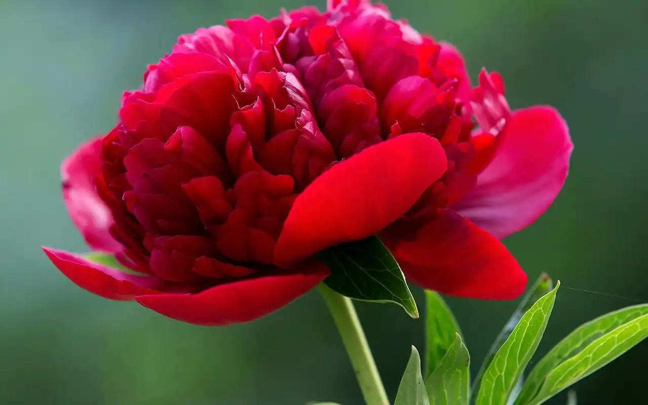 唯美鲜艳的牡丹花图片桌面壁纸