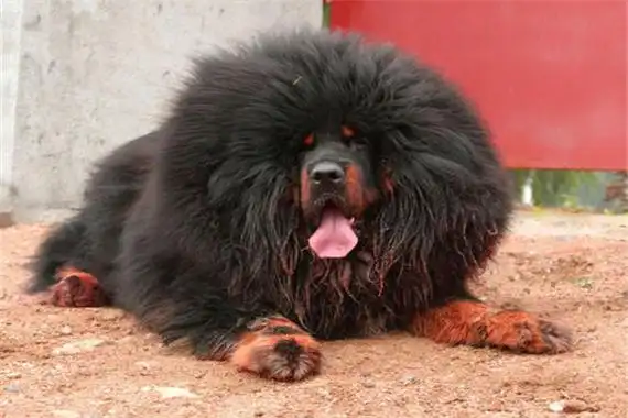 世界上最大的藏獒被称之为藏獒王体型很是巨大